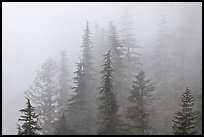 Firs in fog, North Cascades National Park. Washington, USA.