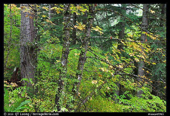 Mixed forest with autumn colors, North Cascades National Park.  (color)