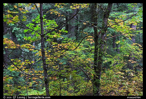 Mixed trees with fall colors, North Cascades National Park. Washington, USA.