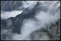 Ridges, trees, and fog, North Cascades National Park. Washington, USA. (color)