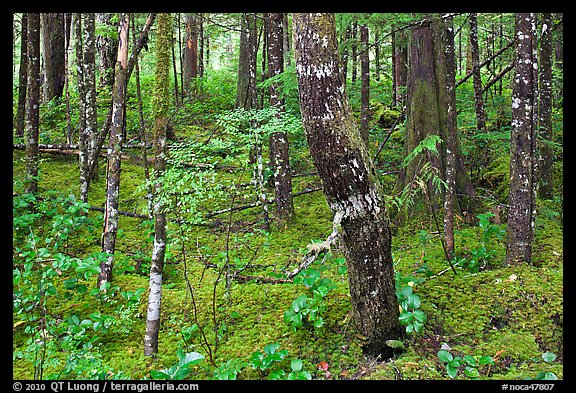 Mossy rainforest floor, North Cascades National Park Service Complex. Washington, USA.