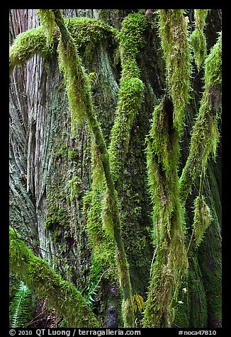 Branches covered with mosses and trunk, North Cascades National Park Service Complex.  (color)
