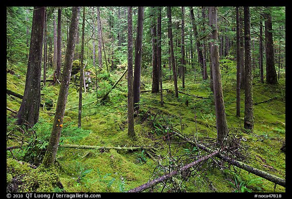 Rainforest with moss-covered floor and fallen trees, North Cascades National Park Service Complex. Washington, USA.