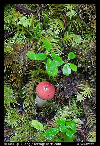 Mushroom and leaves, North Cascades National Park Service Complex. Washington, USA.