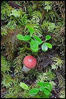 Mushroom and leaves, North Cascades National Park Service Complex. Washington, USA. (color)