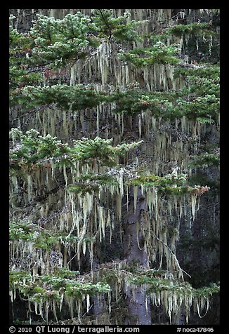 Hemlock tree with hanging lichen, North Cascades National Park. Washington, USA.