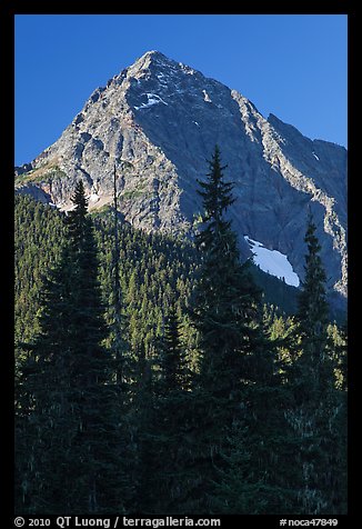 Greybeard Peak rising above forest, North Cascades National Park. Washington, USA.