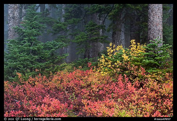 Forest in fog with floor covered by colorful berry plants, North Cascades National Park.  (color)