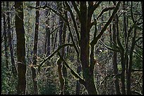 Backlit moss-covered trees, North Cascades National Park Service Complex. Washington, USA.