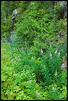 Fireweed and forest in summer, North Cascades National Park Service Complex.  ( color)