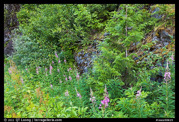 Summer wildflowers and leaves,  North Cascades National Park Service Complex. Washington, USA.