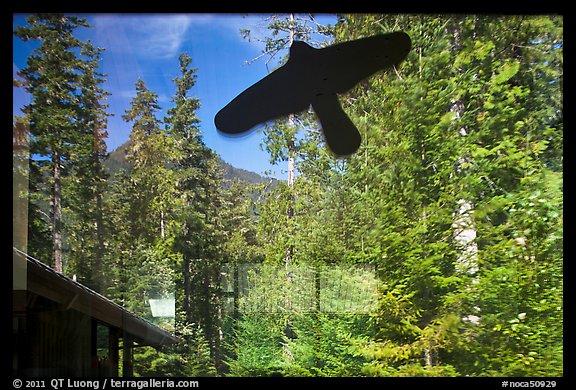 Forest and peak, Visitor Center window reflexion, North Cascades National Park. Washington, USA.