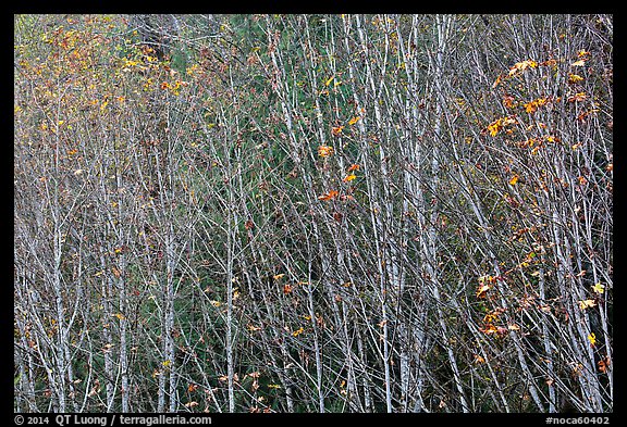 Trees in autumn with a few remaining leaves, North Cascades National Park Service Complex.  (color)