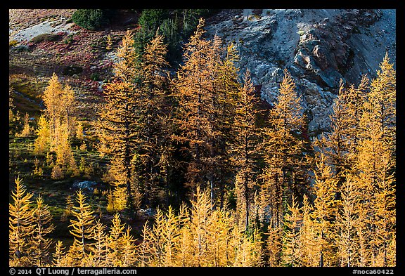 Alpine larch trees (Larix lyallii) with golden needles, Easy Pass, North Cascades National Park.  (color)
