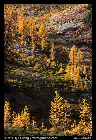 Slope with alpine larch with yellow autumn needles, Easy Pass, North Cascades National Park. Washington, USA.
