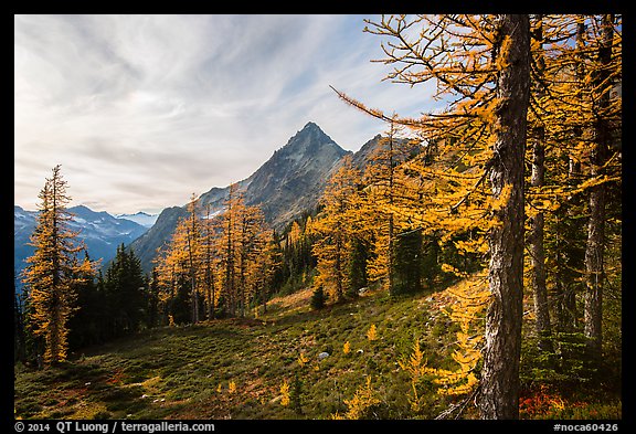 Alpine larch in autumn and Ragged Ridge, North Cascades National Park. Washington, USA.