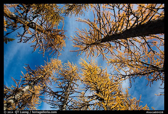 Looking up alpine larch in autumn, North Cascades National Park.  (color)