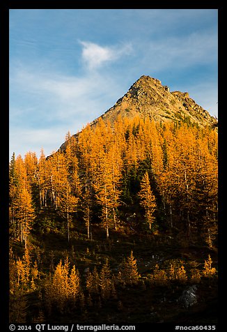 Alpine larch and peak at sunset, Easy Pass, North Cascades National Park. Washington, USA.