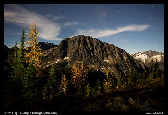 Larches and Mount Logan from Easy Pass at night, North Cascades National Park. Washington, USA.