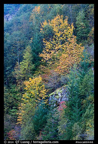 Trees in autumn foliage on steep slope, North Cascades National Park Service Complex. Washington, USA.