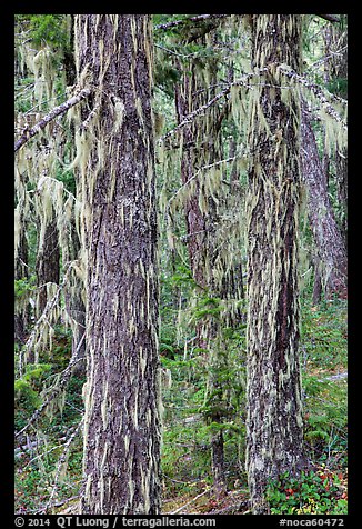 Tree trunks covered with epiphytic moss, North Cascades National Park Service Complex.  (color)