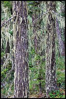 Tree trunks covered with epiphytic moss, North Cascades National Park Service Complex. Washington, USA.
