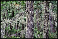 Epiphytic moss on trees, Lake Ross trail, North Cascades National Park Service Complex. Washington, USA.
