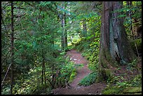 Thunder Creek trail, North Cascades National Park Service Complex. Washington, USA.