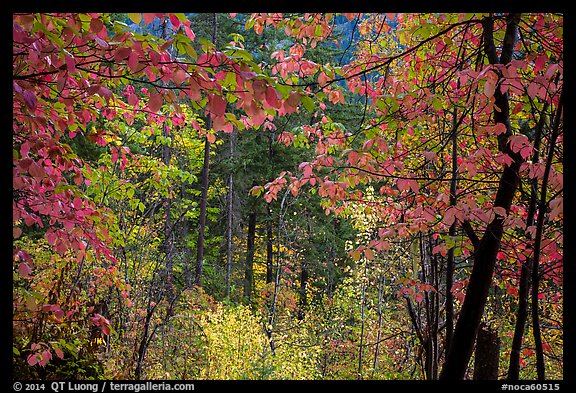 Autumn foliage along Agnes Gorge trail, North Cascades National Park.  (color)