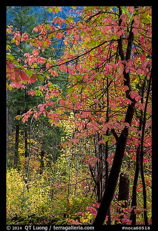 Fall foliage along Agnes Gorge trail, North Cascades National Park.  (color)