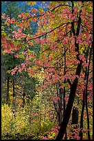 Fall foliage along Agnes Gorge trail, North Cascades National Park.  ( color)
