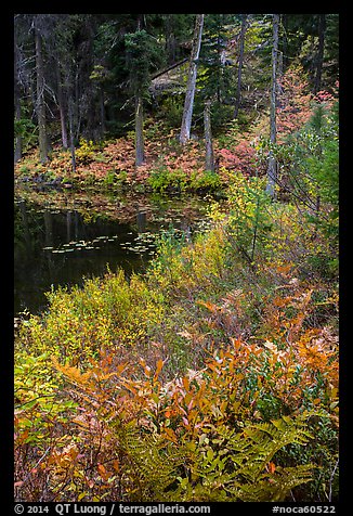 Shore in autumn, Coon Lake, North Cascades National Park Service Complex. Washington, USA.