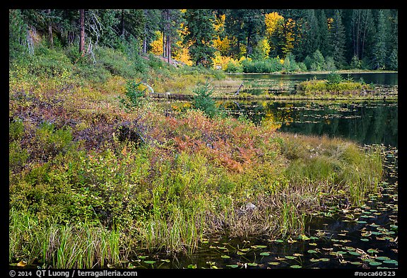 Lakeshore in autumn, Coon Lake, North Cascades National Park Service Complex. Washington, USA.