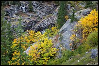 Trees and cliffs in autumn, North Cascades National Park Service Complex. Washington, USA.