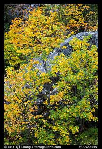 Vine maple in autumn foliage and boulder, North Cascades National Park Service Complex.  (color)