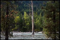 Lone dead tree standing in Stehekin River, North Cascades National Park Service Complex. Washington, USA.