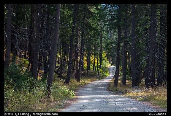 Road in forest, Stehekin Valley, North Cascades National Park Service Complex.  (color)