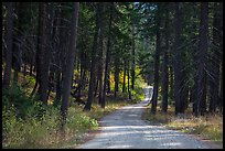 Road in forest, Stehekin Valley, North Cascades National Park Service Complex. Washington, USA.
