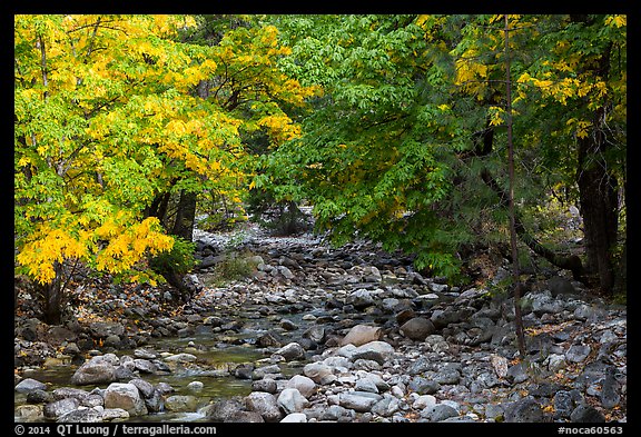 Trees in autum foliage bordering stream, Stehekin, North Cascades National Park Service Complex.  (color)