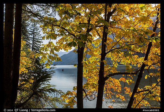 Trees in fall foliage on shore of Lake Chelan, Stehekin, North Cascades National Park Service Complex. Washington, USA.