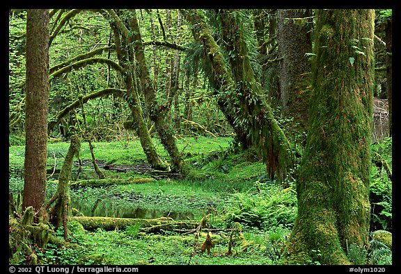Mosses, trees, and pond, Quinault rain forest. Olympic National Park, Washington, USA.