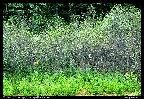 Trees with new leaves in spring. Olympic National Park, Washington, USA.