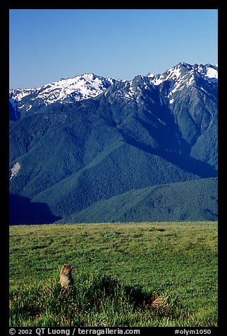 Marmot near Hurricane hill with Olympus Range behind. Olympic National Park (color)