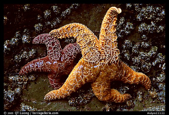 Orange and red sea stars. Olympic National Park (color)