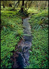 Creek in Quinault rain forest. Olympic National Park, Washington, USA. (color)