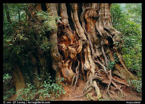 Huge cedar tree. Olympic National Park, Washington, USA.