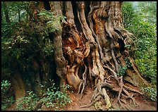 Huge cedar tree. Olympic National Park, Washington, USA. (color)
