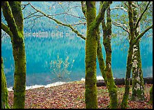 Mossy trees in late autumn and turquoise reflections, Crescent Lake. Olympic National Park, Washington, USA. (color)