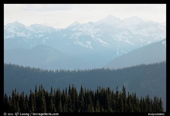 Hazy view of ridges and Olympic mountains. Olympic National Park, Washington, USA.