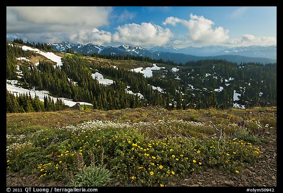 Wildflowers, hills, and Olympic mountains. Olympic National Park, Washington, USA.